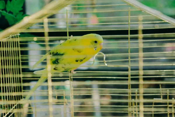 Gekleurde Vogel Kooi — Stockfoto