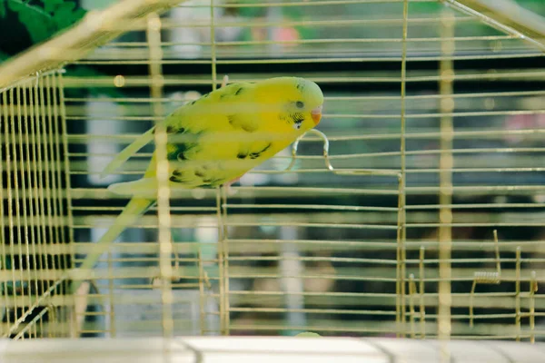 Gekleurde Vogel Kooi — Stockfoto