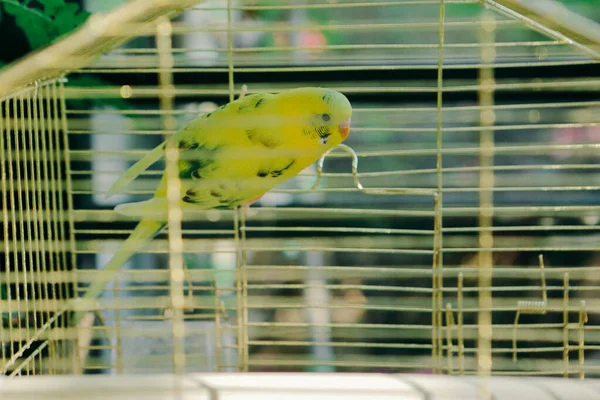 Pássaro Colorido Gaiola — Fotografia de Stock