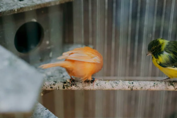 Pássaro Colorido Gaiola — Fotografia de Stock