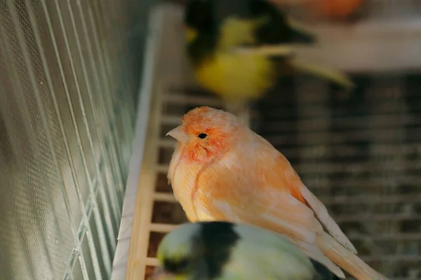 Pássaro Colorido Gaiola — Fotografia de Stock