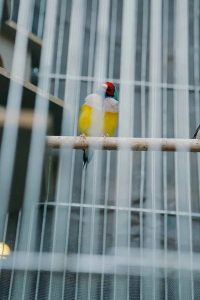 Kafesteki Renkli Kuş — Stok fotoğraf