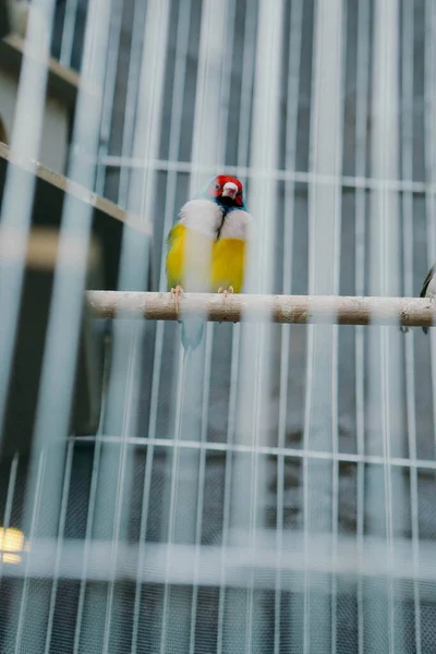 Kafesteki Renkli Kuş — Stok fotoğraf