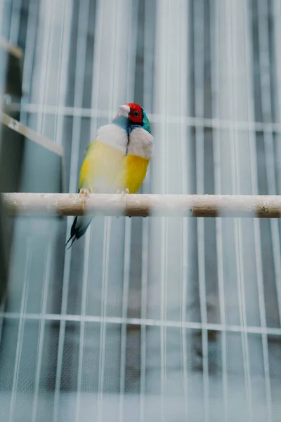 Pássaro Colorido Gaiola — Fotografia de Stock