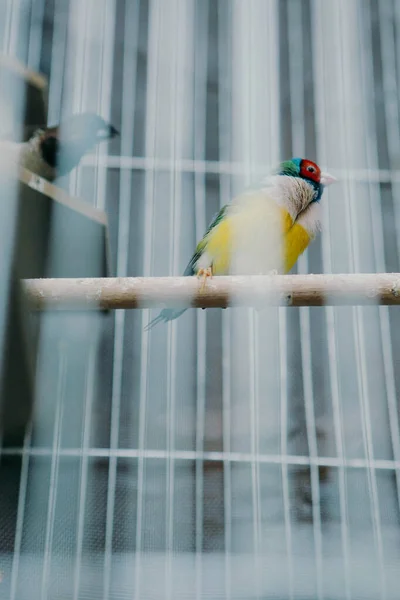 Pájaro Color Jaula —  Fotos de Stock