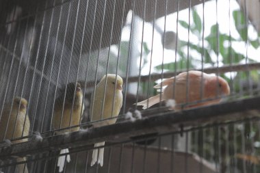 Kafesteki renkli kuş