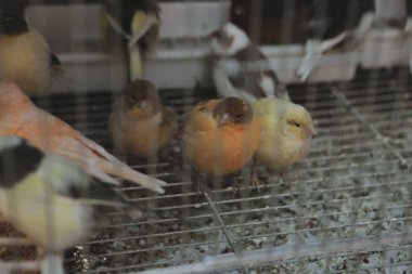 Kafesteki renkli kuş