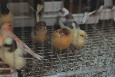 Kafesteki renkli kuş