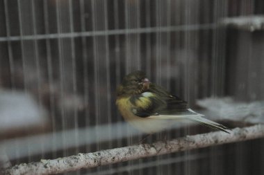 Kafesteki renkli kuş