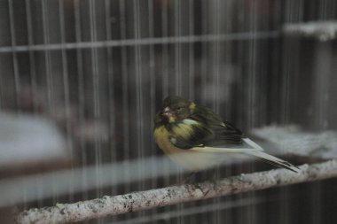 Kafesteki renkli kuş