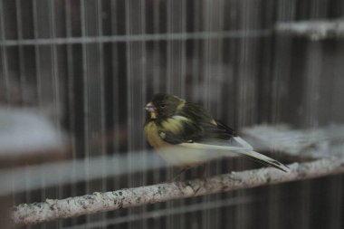 Kafesteki renkli kuş