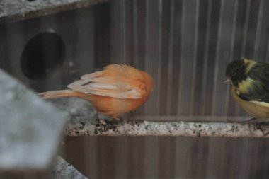 Kafesteki renkli kuş