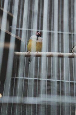Kafesteki renkli kuş