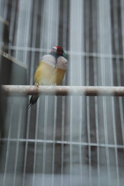 Kafesteki renkli kuş