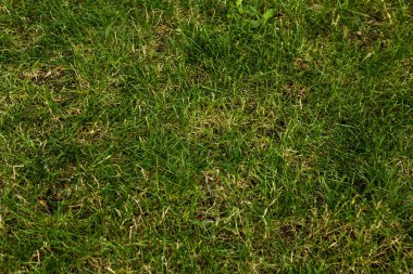 Yeşil yapay ot doğal arkaplan