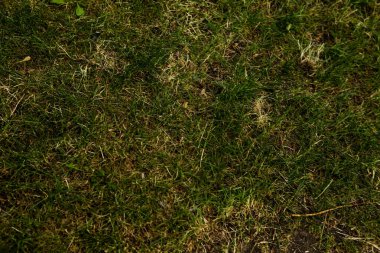 Yeşil yapay ot doğal arkaplan