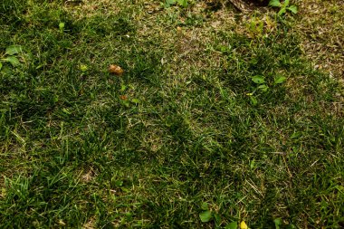 Yeşil yapay ot doğal arkaplan