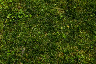 Yeşil yapay ot doğal arkaplan