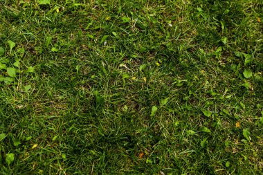 Yeşil yapay ot doğal arkaplan