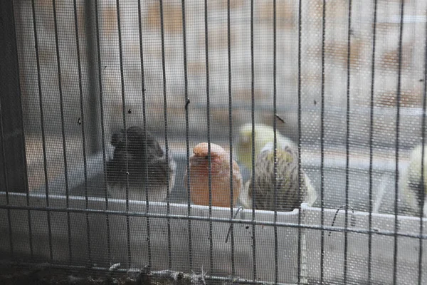 Oiseau Coloré Dans Cage — Photo