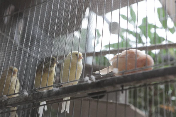 Oiseau Coloré Dans Cage — Photo