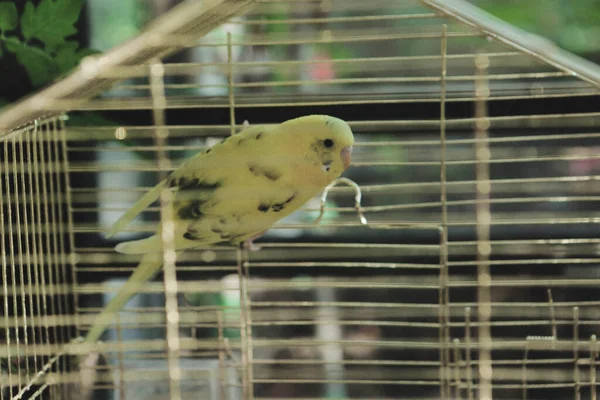 Uccello Colorato Nella Gabbia — Foto Stock