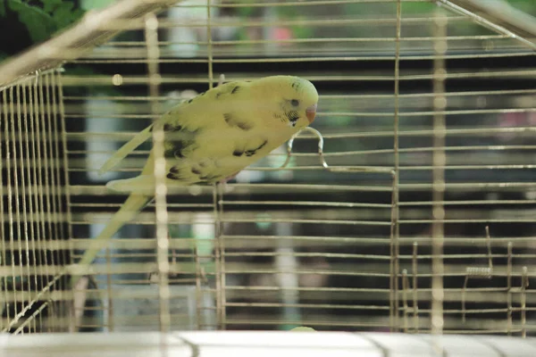 Pássaro Colorido Gaiola — Fotografia de Stock