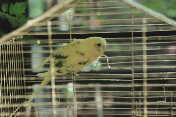 Farbenfroher Vogel Käfig — Stockfoto