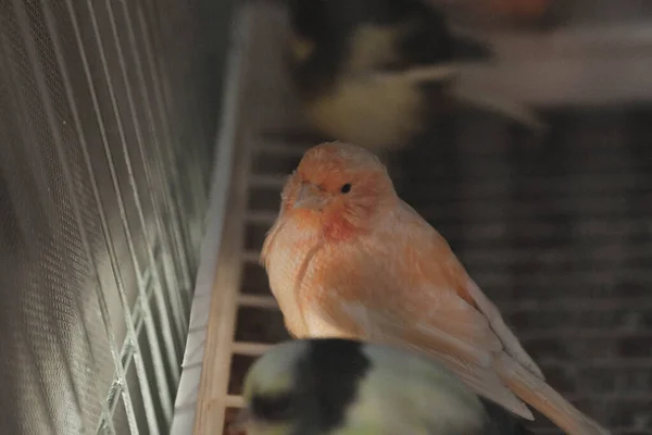 Oiseau Coloré Dans Cage — Photo