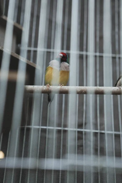 Pássaro Colorido Gaiola — Fotografia de Stock