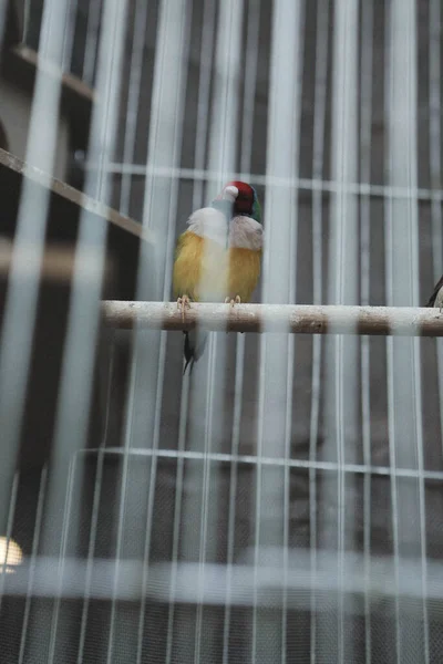 Colored Bird Cage — Stock Photo, Image