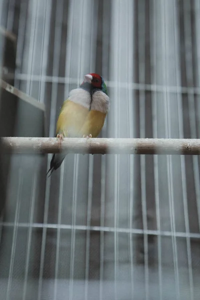 Pássaro Colorido Gaiola — Fotografia de Stock