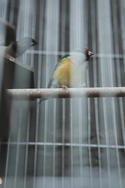 Pássaro Colorido Gaiola — Fotografia de Stock