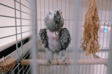 Kafesteki güzel papağan