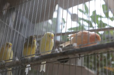 Kafesteki renkli kuş