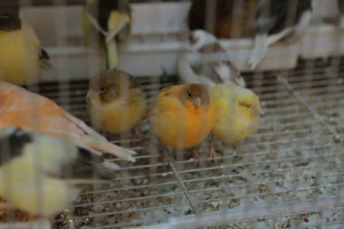 Kafesteki renkli kuş