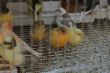 Kafesteki renkli kuş