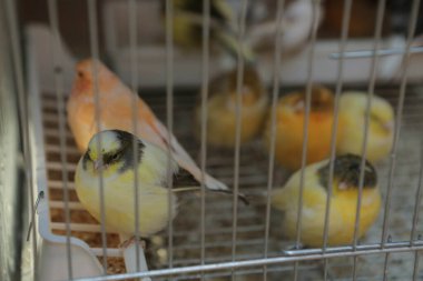 Kafesteki renkli kuş