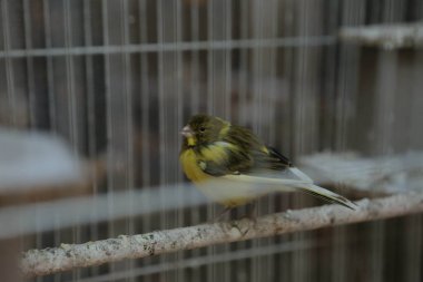 Kafesteki renkli kuş