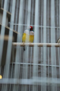 Kafesteki renkli kuş