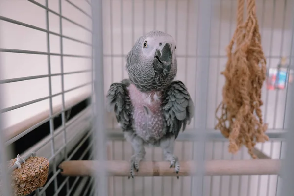 Krásný Papoušek Kleci — Stock fotografie