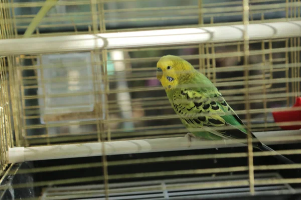 Colored Bird Cage — Stock Photo, Image