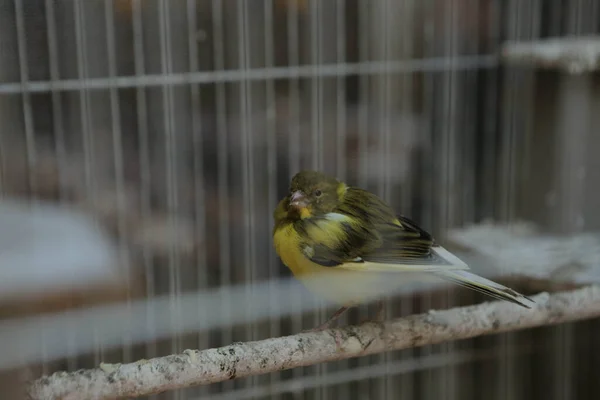 Pássaro Colorido Gaiola — Fotografia de Stock