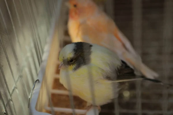 Colored Bird Cage — Stock Photo, Image