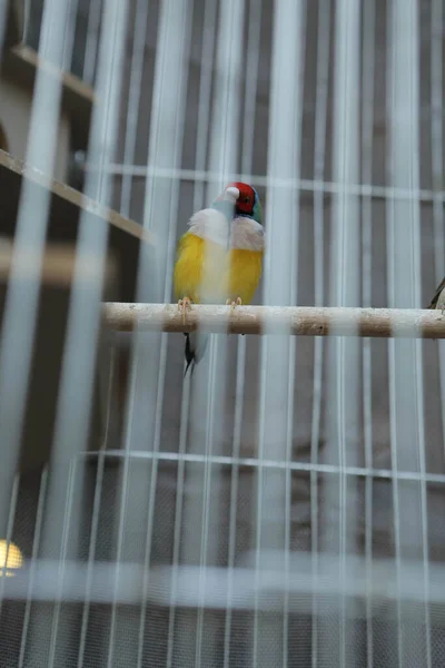 Uccello Colorato Nella Gabbia — Foto Stock