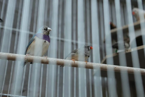 Gekleurde Vogel Kooi — Stockfoto