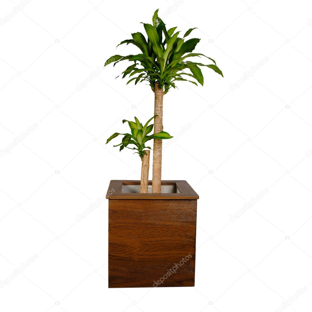 Garden pot without plants or flower