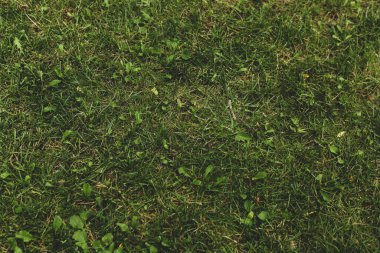 Yeşil yapay ot doğal arkaplan