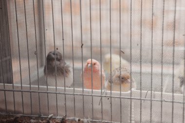 Kafesteki renkli kuş