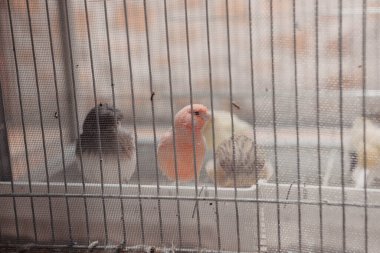 Kafesteki renkli kuş